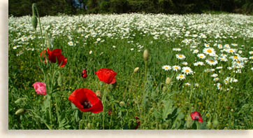 Wildfloers along the road