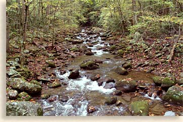 Roaring Fork Creek