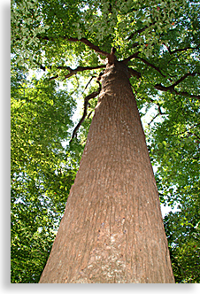 Joyce Kilmer author of Trees