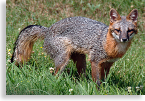 red fox in the smoky mountains