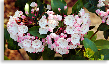 Mountain Laurels in Haywood County North Carolina