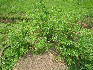 Russett Potatoes