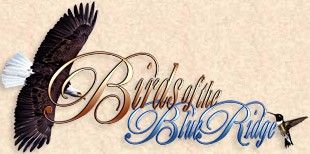 Birds of the Blue Ridge Mountains