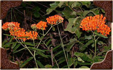 Butterfly Weed