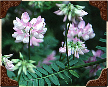 Crown Vetch