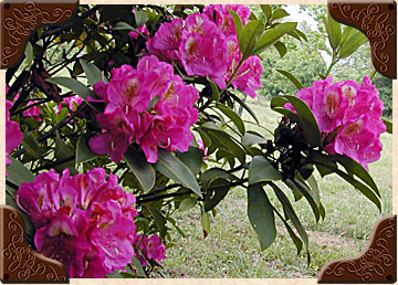 Fuchia Rhododendrum