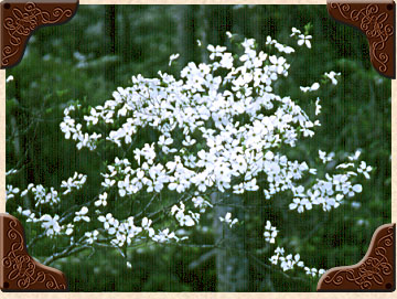 White Dogwood