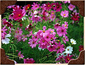 Moss Phlox