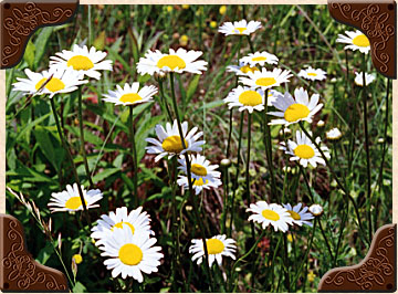 Oxeye Daisy