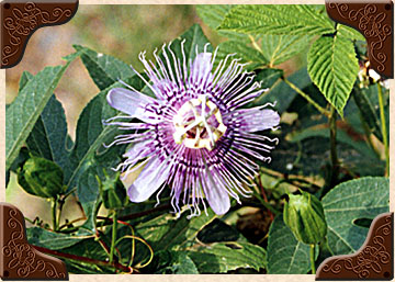 Passion Flower