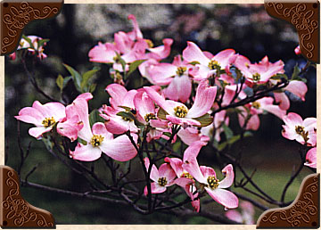 Pink Dogwood