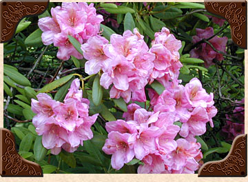 Pink Mountain Laurel