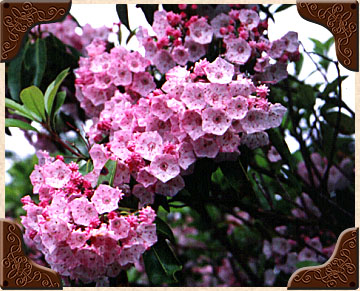 Pink Mountain Laurel