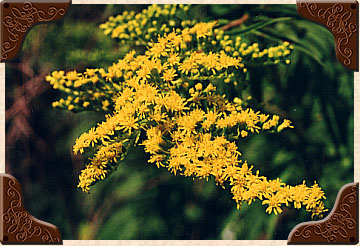 rough stemmed goldenrod