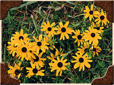 Black Eyed Susan