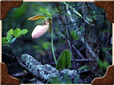 Lady Slipper