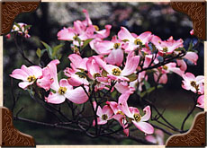 Pink Dogwood