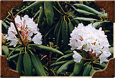 White Rhododendron