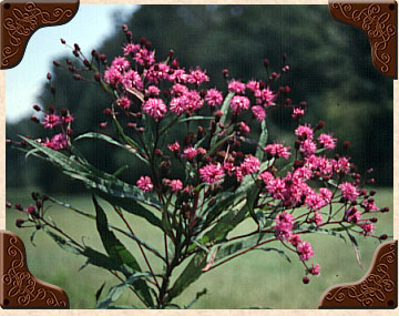 Tall Ironweed 