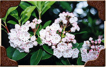 White Mountain Laurel