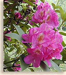 Rhododendrons